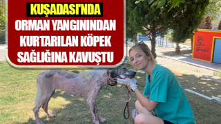 Orman yangınından kurtarılan köpek sağlığına kavuştu