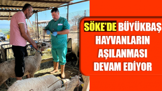 Söke’de büyükbaş hayvanların aşılanması devam ediyor