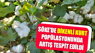 Söke'de dikenli kurt popülasyonunda artış tespit edildi