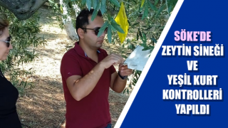 Söke'de zeytin sineği ve yeşil kurt kontrolleri yapıldı