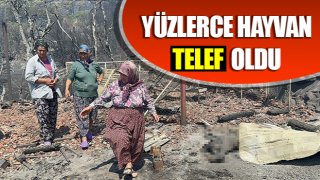 Yüzlerce hayvan telef oldu