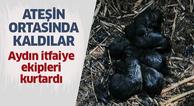 Ateşin ortasında kaldılar