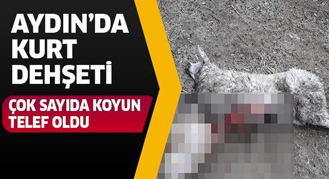 Aydın'da kurt dehşeti