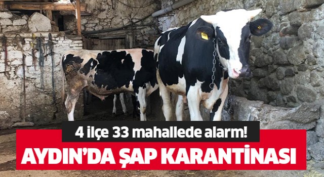 Aydın'da şap karantinası