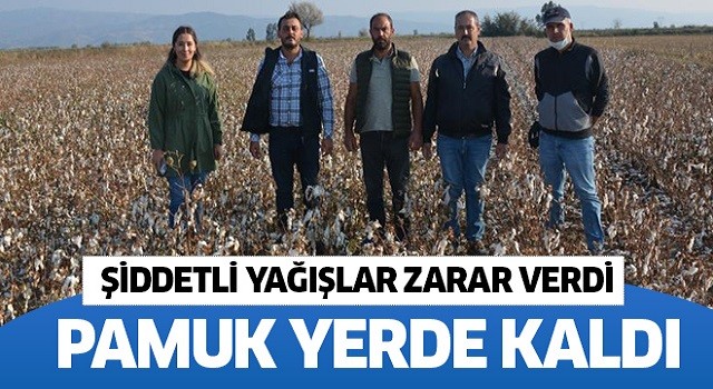 Pamuklar yerde kaldı