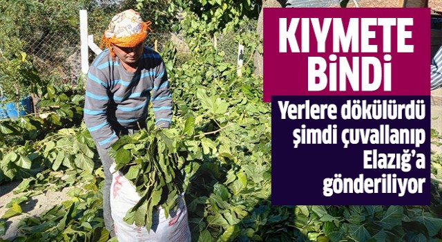 Aydın’da kıymete bindi