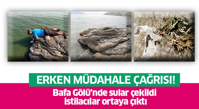 Bafa Gölü’nde sular çekildi, istilacılar ortaya çıktı