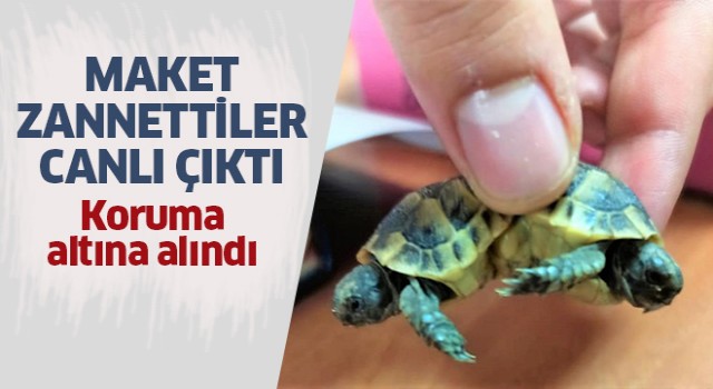 Bir turist tarafından bulundu