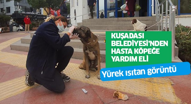 Kuşadası Belediyesi’nden hasta köpeğe yardım eli