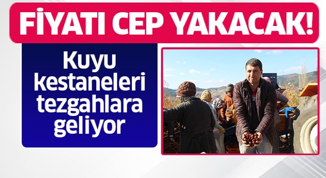 Kuyudan çıkartılan kestaneler tezgahlara geliyor