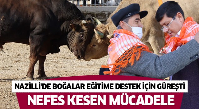 Nazilli'de boğalar eğitime destek için güreşti