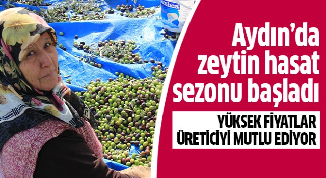 Zeytin hasat sezonu başladı