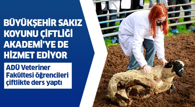 Büyükşehir Sakız Koyunu Çiftliği Akademi’ye de hizmet ediyor