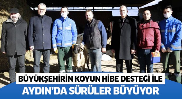 Büyükşehirin koyun hibe desteği ile sürüler büyüyor