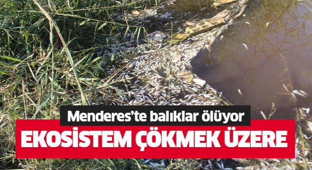 Menderes'te balıklar ölüyor