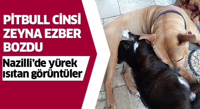 Nazilli'de yürek ısıtan görüntüler