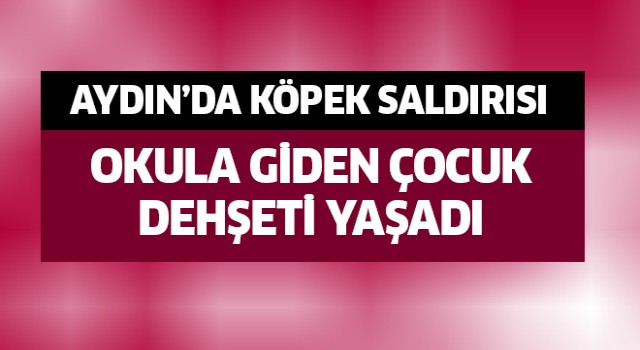 Sokak köpeklerinin saldırdığı çocuk yaralandı