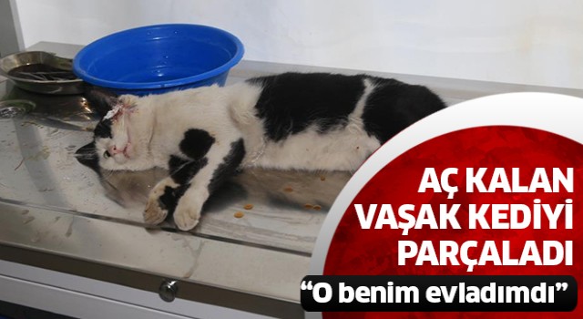 Aç kalan vaşak kediyi parçaladı