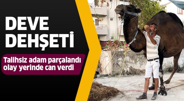 Devenin saldırdığı kişi feci şekilde can verdi