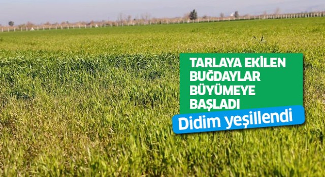 Didim'de tarlaya ekilen buğdaylar büyümeye başladı