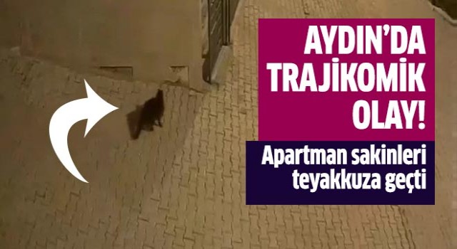 Aydın'da trajikomik olay!