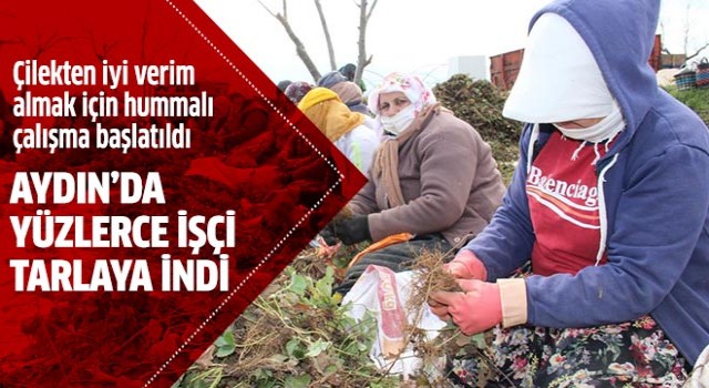 Aydın'da yüzlerce işçi tarlaya indi