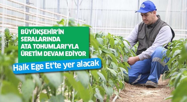 Büyükşehir’in seralarında Ata Tohumları’yla üretim devam ediyor