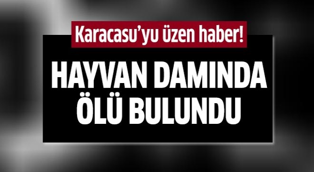 Damda ölü bulundu