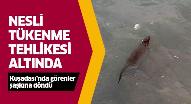 Kuşadası sahillerinde alışık olunmayan görüntü