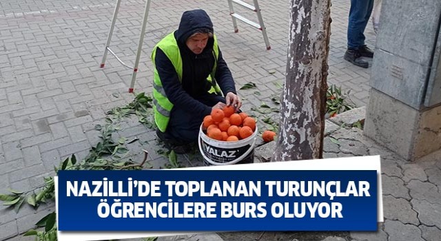 Nazilli’de toplanan turunçlar öğrencilere burs oluyor