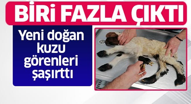 Yeni doğan kuzu görenleri şaşırttı