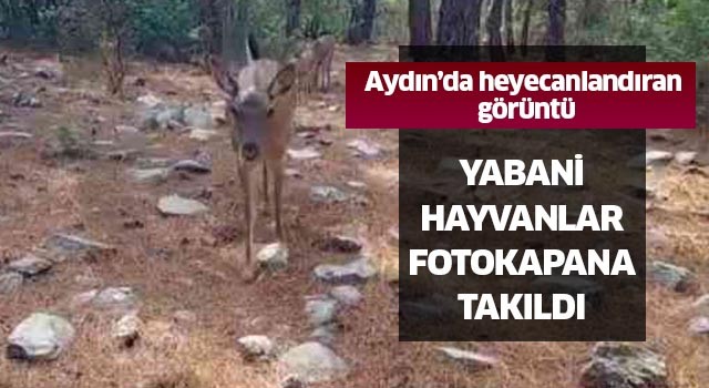 Aydın'da heyecanladıran görüntü