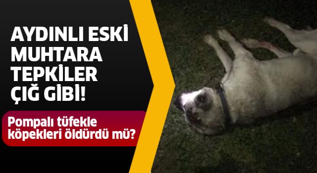 Eski muhtar köpekleri öldürdü mü?