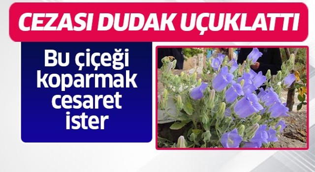 Bu çiçeği koparmak cesaret ister