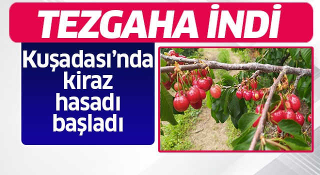 Kuşadası'nda kiraz hasadı başladı