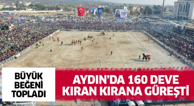 Aydın'da 160 deve kıran kırana güreşti