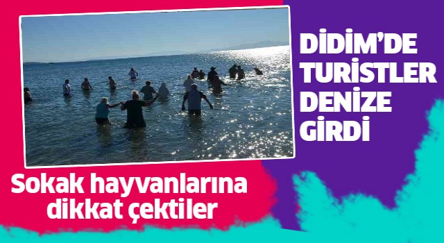 Didim'de yabancılar sokak hayvanları için denize girdi