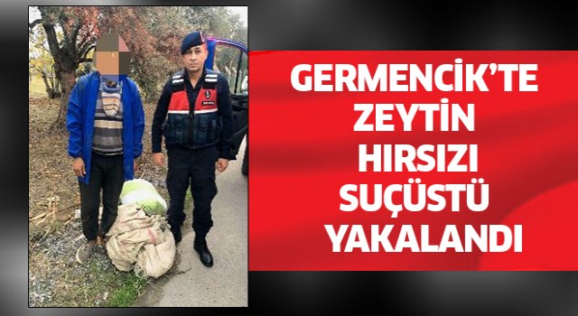 Germencik'te zeytin hırsızı suçüstü yakalandı