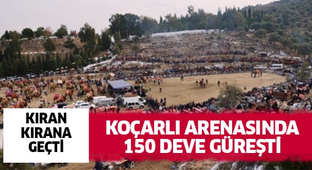 Koçarlı arenasında 150 deve kıran kırana güreşti