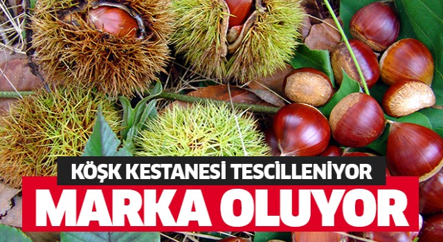 Köşk Kestanesi marka oluyor