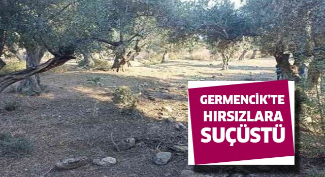 Germencik'te zeytin hırsızı suçüstü yakalandı