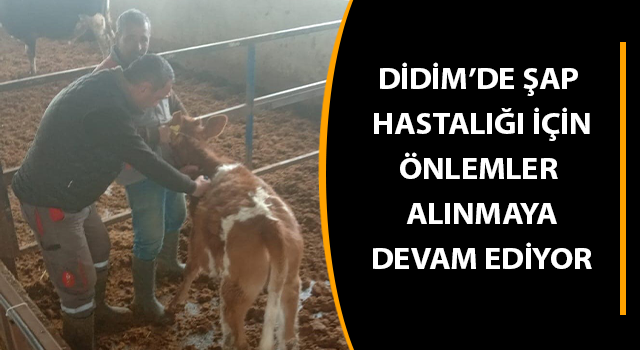 Aydın'da şap hastalığı için aşılama çalışmaları devam ediyor