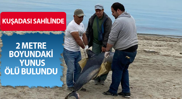 Kuşadası’nda ölü yunus kıyıya vurdu