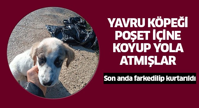 Yavru köpeği poşete koyup yol kenarına atmışlar