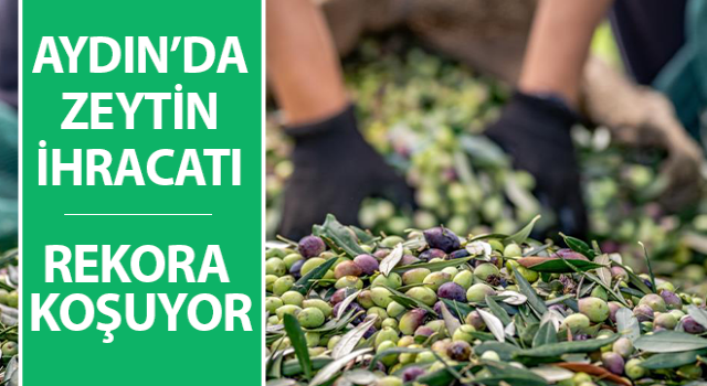 Zeytin sektörü ihracatta 1 milyar dolara koşuyor