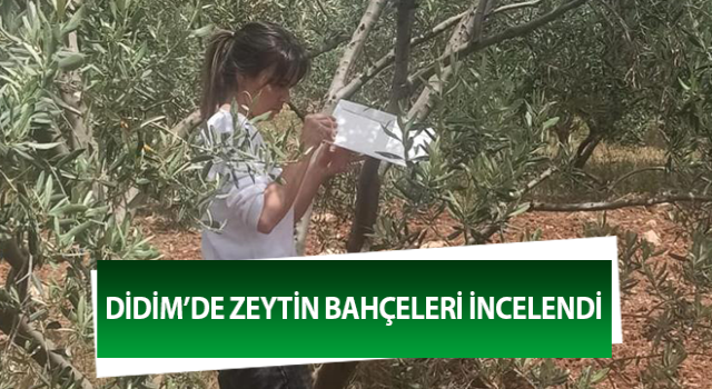 Aydın’da zeytin bahçeleri incelendi