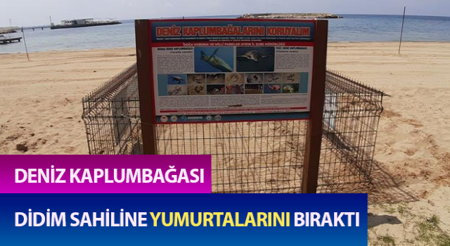 Caretta caretta, Didim sahiline yumurtalarını bıraktı