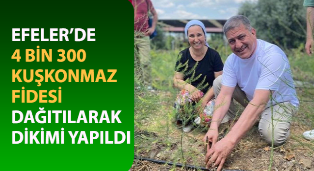 Efeler'de 4 bin 300 kuşkonmaz fidesi dağıtıldı