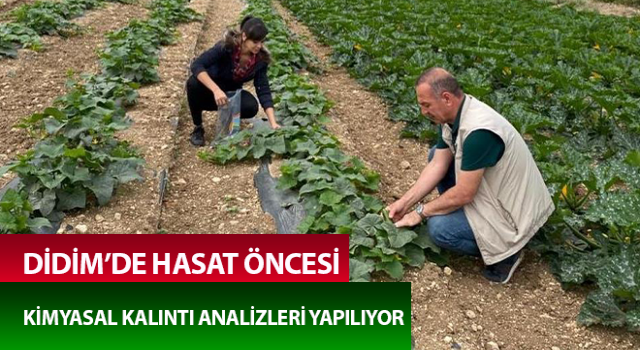 Hasat öncesi kimyasal kalıntı analizleri yapılıyor