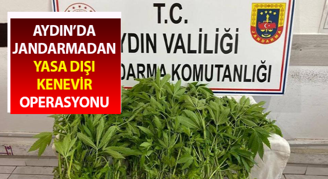 Jandarmanın yasadışı kenevir ekimi ile mücadelesi sürüyor